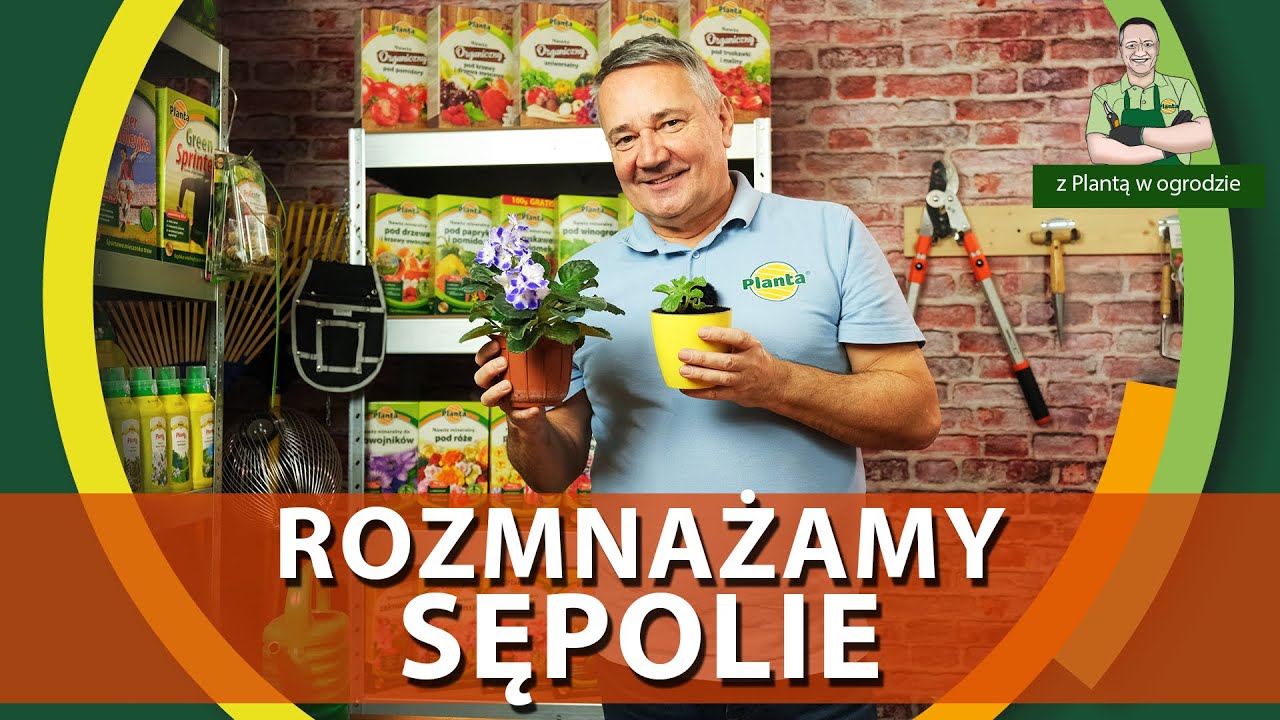 Rozmnażanie fiołka afrykańskiego - Z PLANTĄ W OGRODZIE