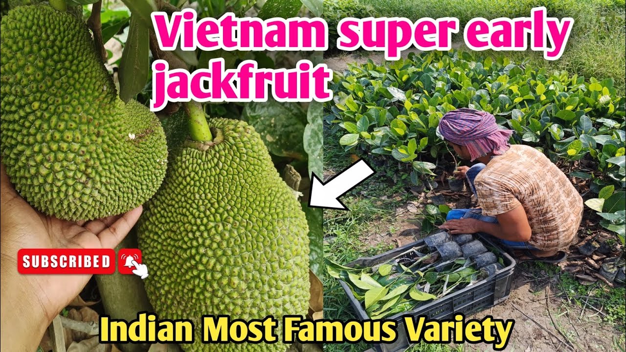 Vietnam super early jackfruit 1 Year Tree fruits Start Commercial Kheti in India Ajar Nursery