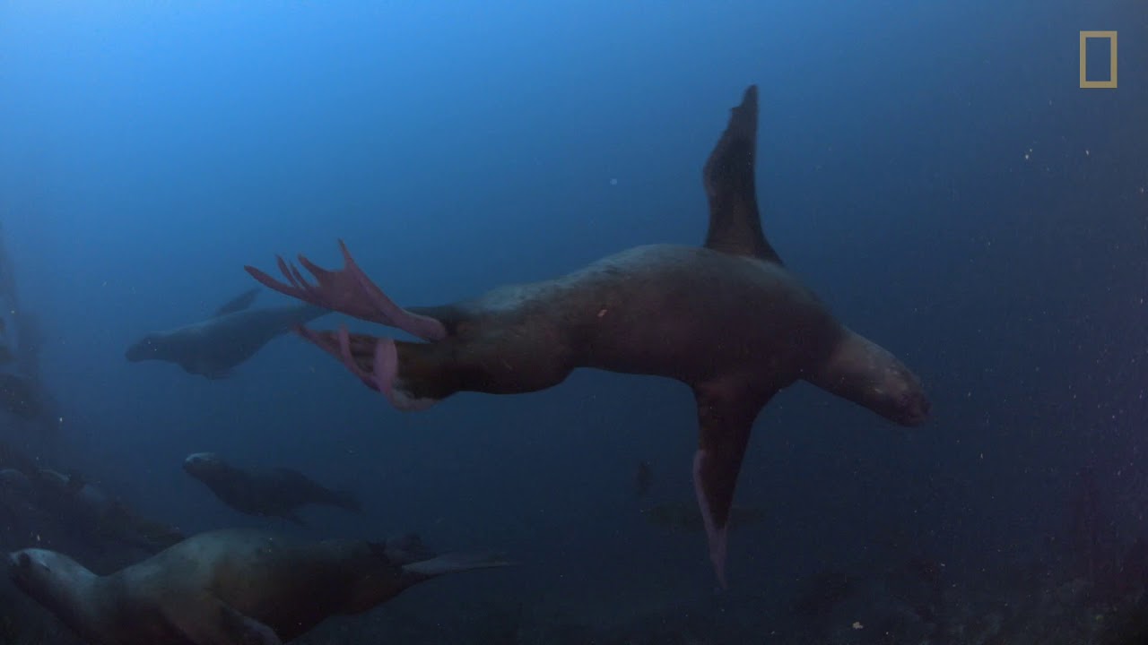 Waitt Expedition with National Geographic’s Pristine Seas in Cape Horn. Chile.
