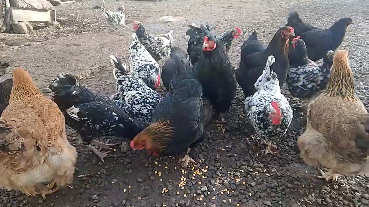 Скоро разделю по породам!!! Близится время инкубации!!! #_БРАМА_#