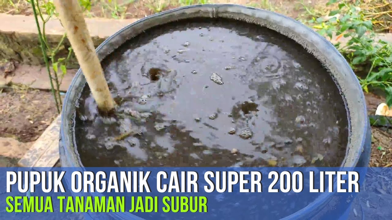 MEMBUAT PUPUK ORGANIK CAIR (POC) SUPER  LANGSUNG 200 LITER!!!