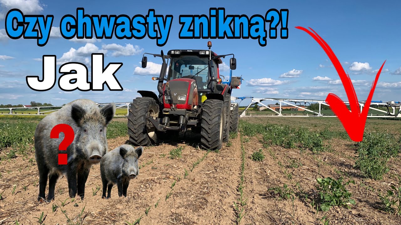 #341- Odchwaszczanie w kukurydzy + info o odżywianiu dolistnym! Jak dziki? QQ nie ma lekko!