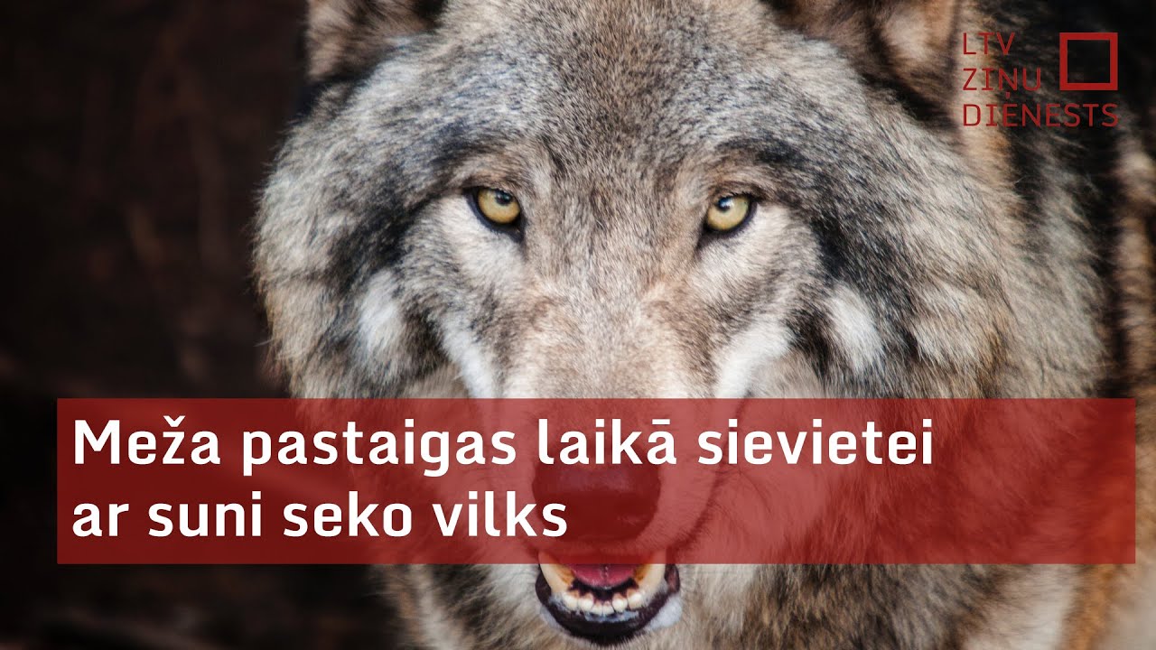 Meža pastaigas laikā sievietei ar suni seko vilks