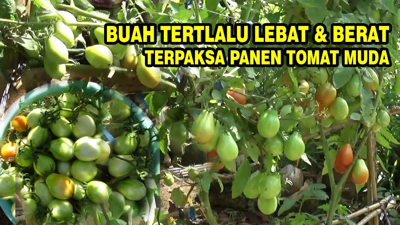 Terpaksa Panen Buah  Tomat muda di Polybag Karena Buah Terlalu Berat & Lebat