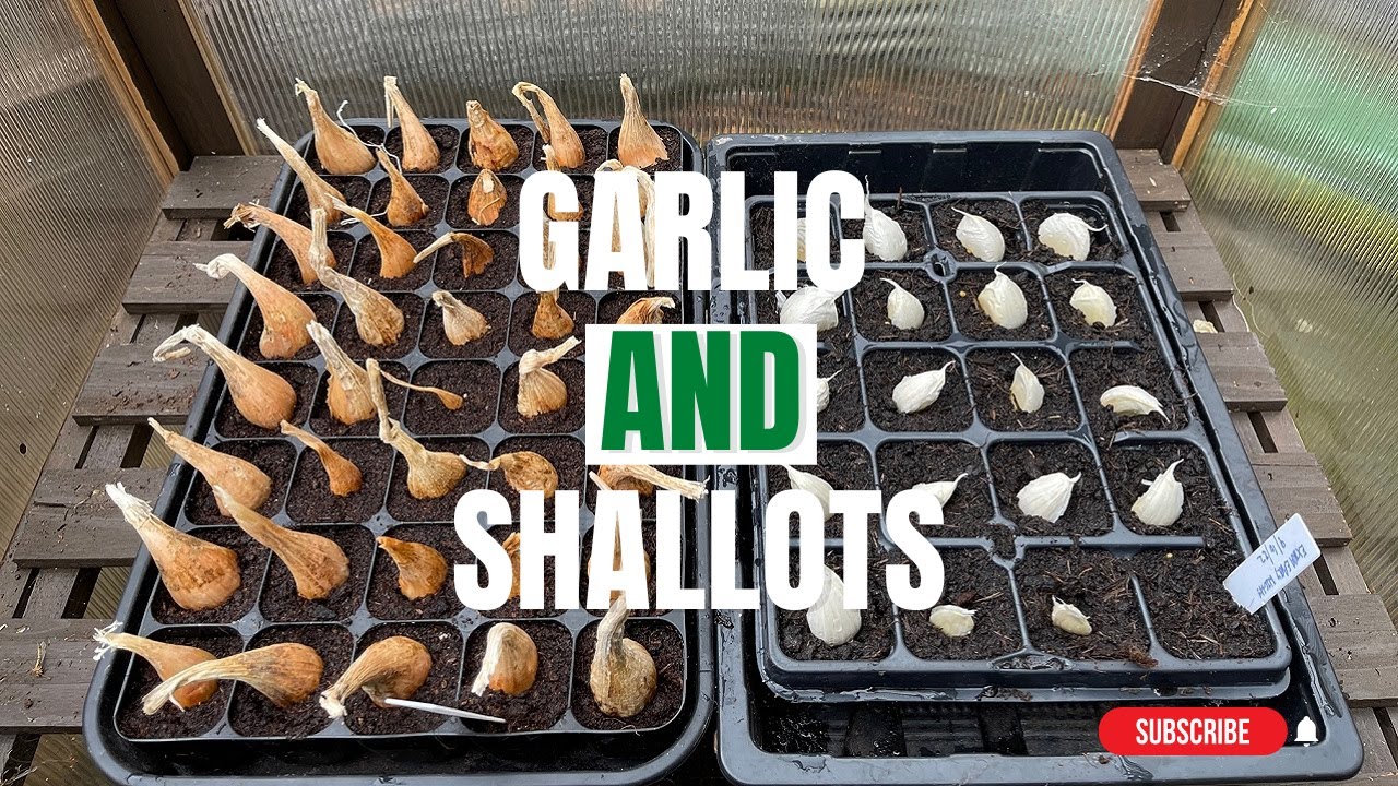 Planting Garlic | Planting Shallots | Winter Bed Prep | Mark's Allotment Plot