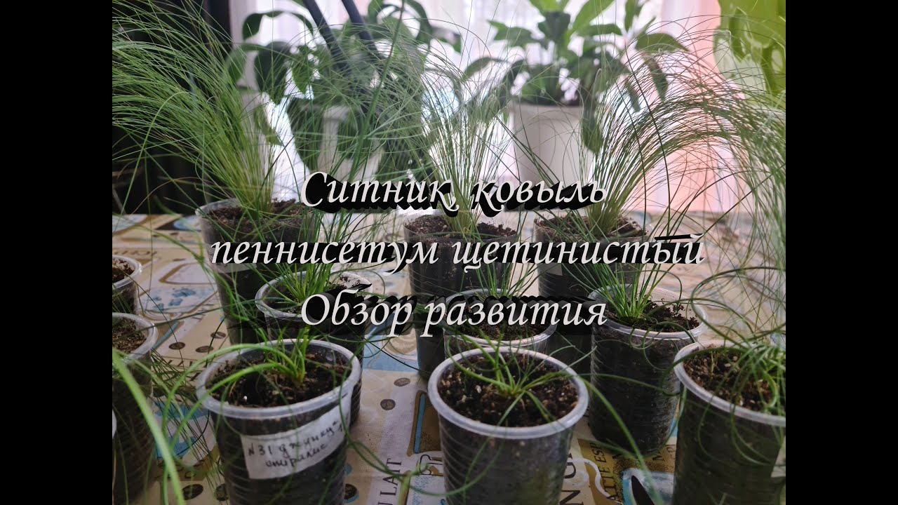Джункус (Ситник), Ковыль, Пеннисетум Щетинистый - выращивание. Злаки и декоративные травы из семян.