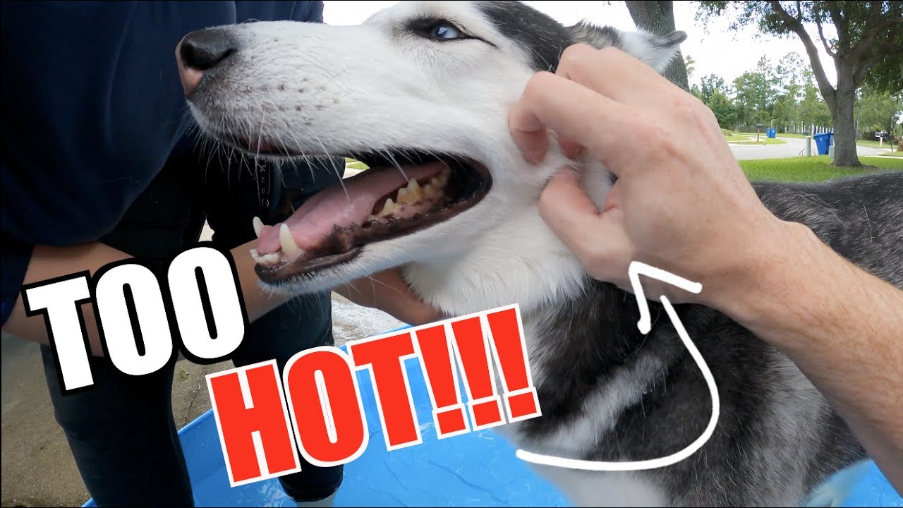 How To Keep Your Husky COOL, When It's Too HOT!