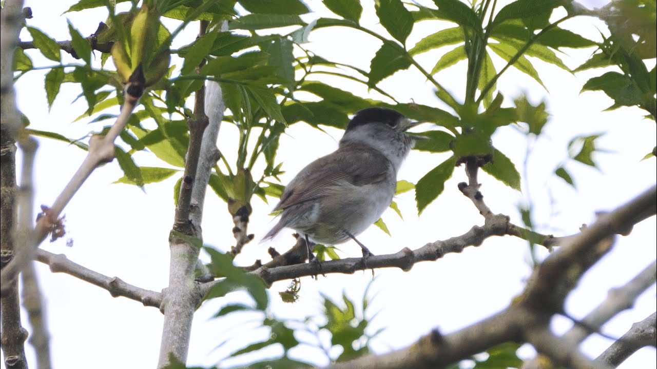 Singing Blackcap 2022