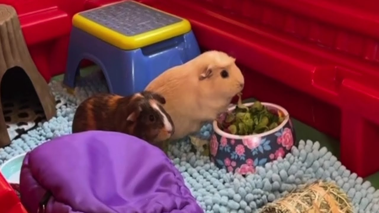 Our guinea pig journey!!