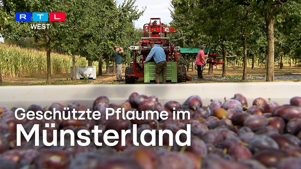 Geschützte Pflaume im Münsterland | RTL WEST