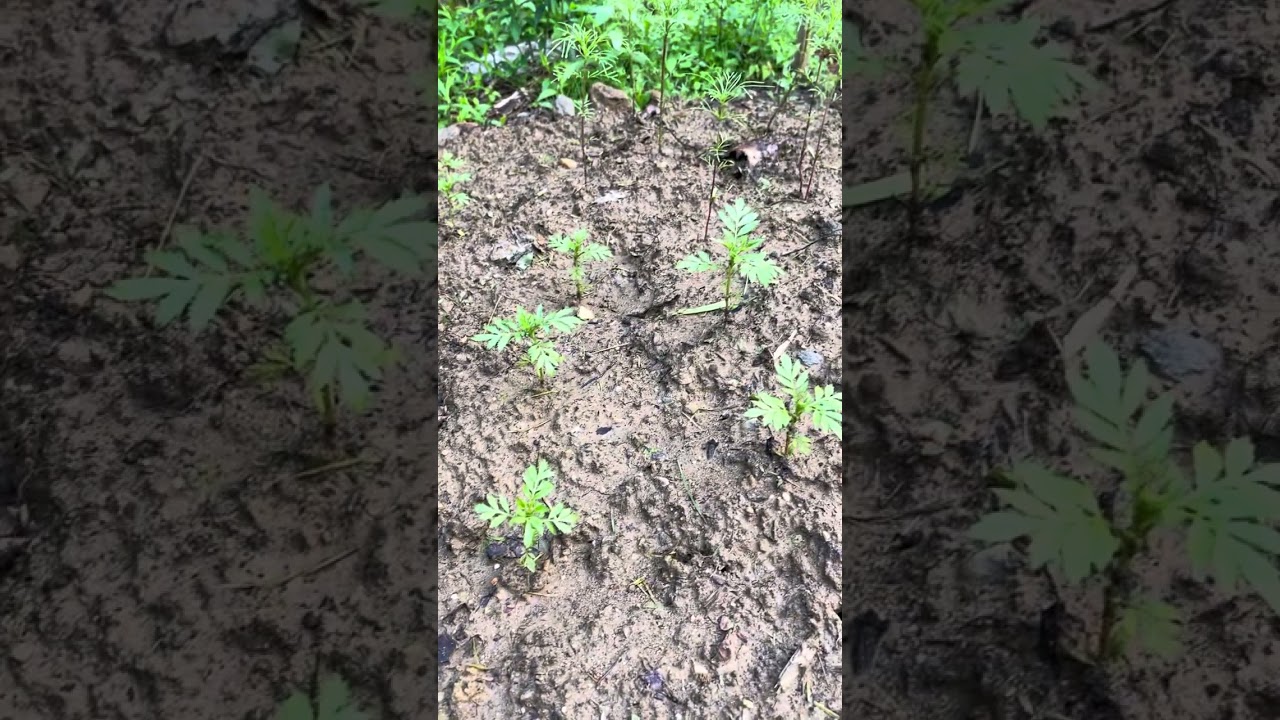 #gardeningtube #bisdakvlagger #pinoyinusa