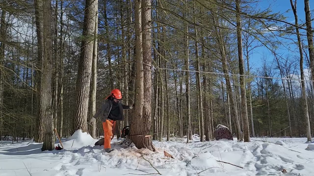 Tree Falling :: 25