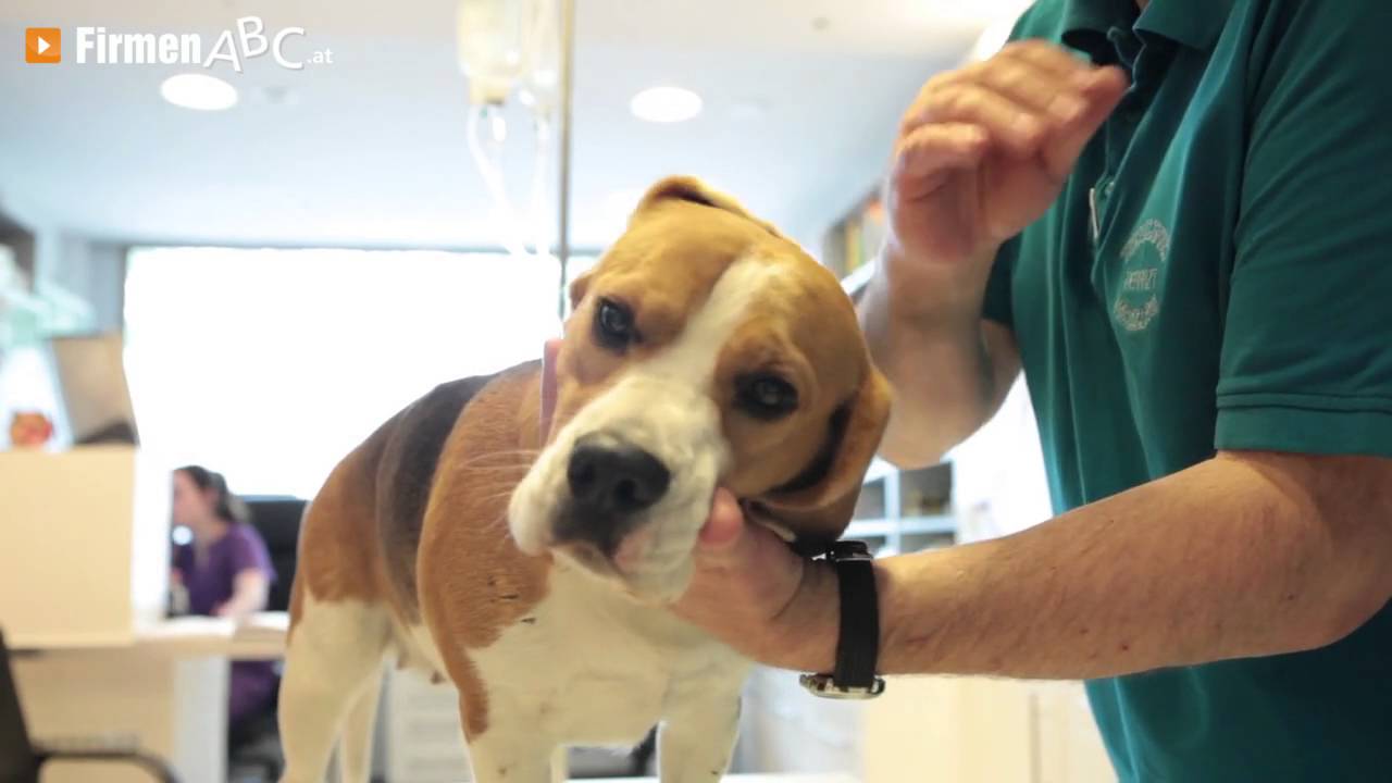 Tierarzt in Wien: Tierklinik Meidling - die Tierarztpraxis mit Hundesalon Ihres Vetrauens