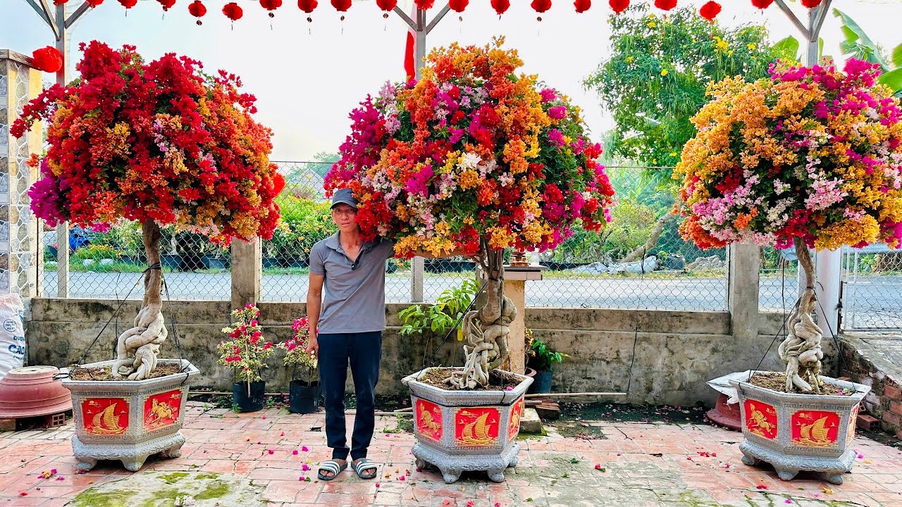 Hoa Giấy Ngũ Sắc Thái VIP lên chậu đẹp - chào bán 24/2 vườn Ngọc Thảo