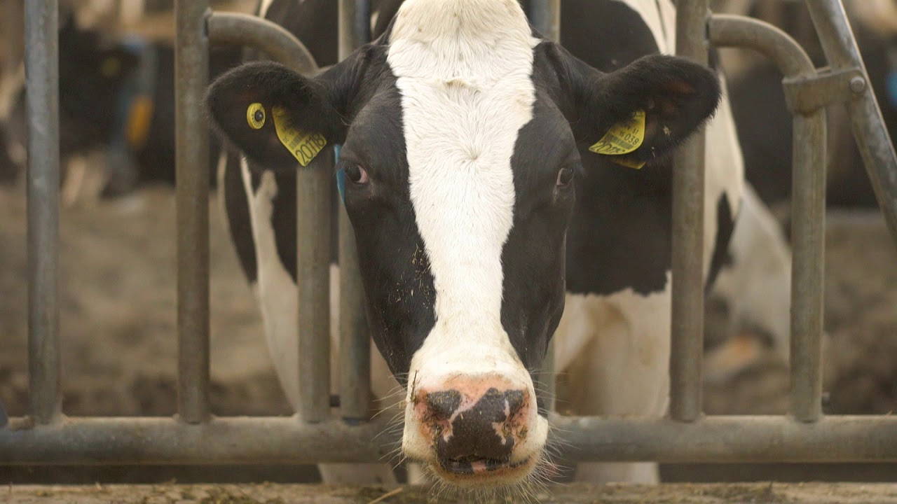 JOSERA DairyPilot - Compl&eacute;ment alimentaire pour bovins laitiers