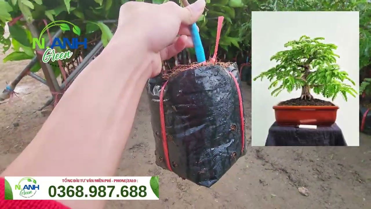 GIỐNG ME THÁI NGỌT GHÉP CÀNH |  Me Trái To, Vị Ngọt Lịm Tuyệt Hảo