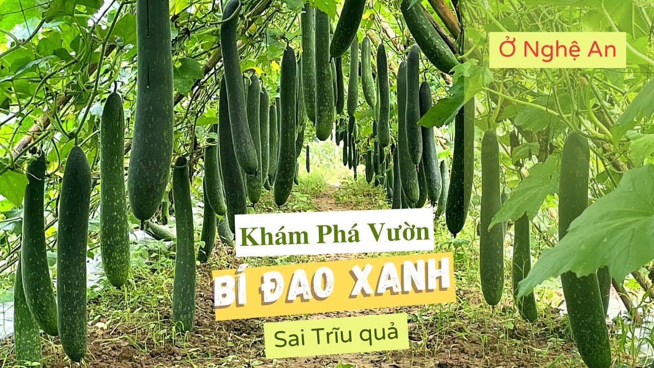 Khám Phá Vườn Bí Đao Xanh Sai Trĩu Quả Của Anh Vinh Nghệ An #hatgiongdongtienvang