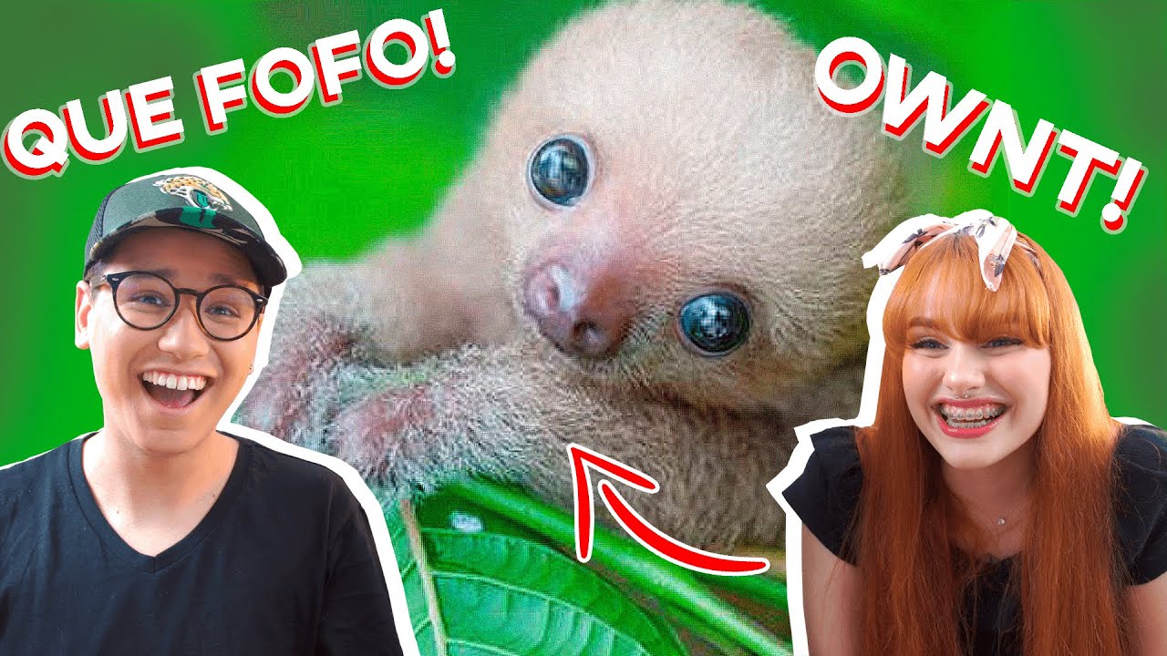 tente NÃO achar FOFO - Vídeo de PREGUIÇAS BEBÊS | React a Dois