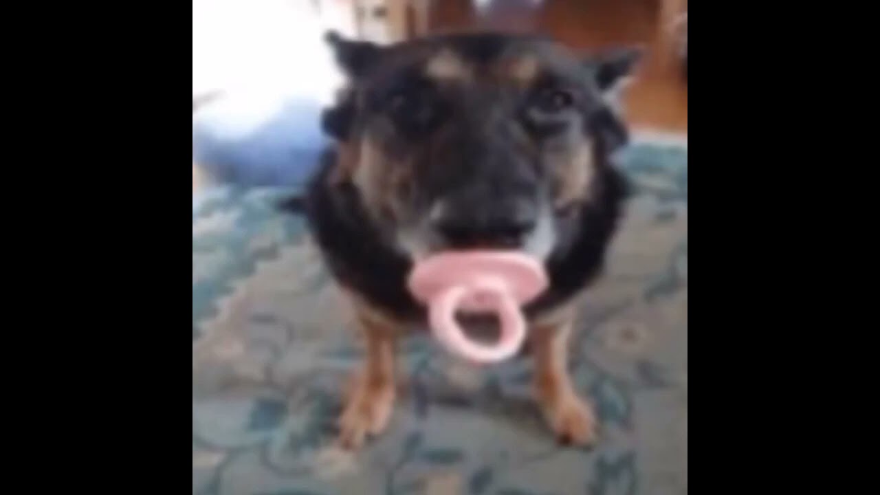 O que disseste cachorro chupet&atilde;o?