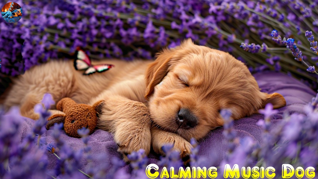 12 HOURS of Dog Calming Music🦮💖Dog Relax Music🐶🎵Anti Separation Anxiety Relief Music⭐ Deep Sleep