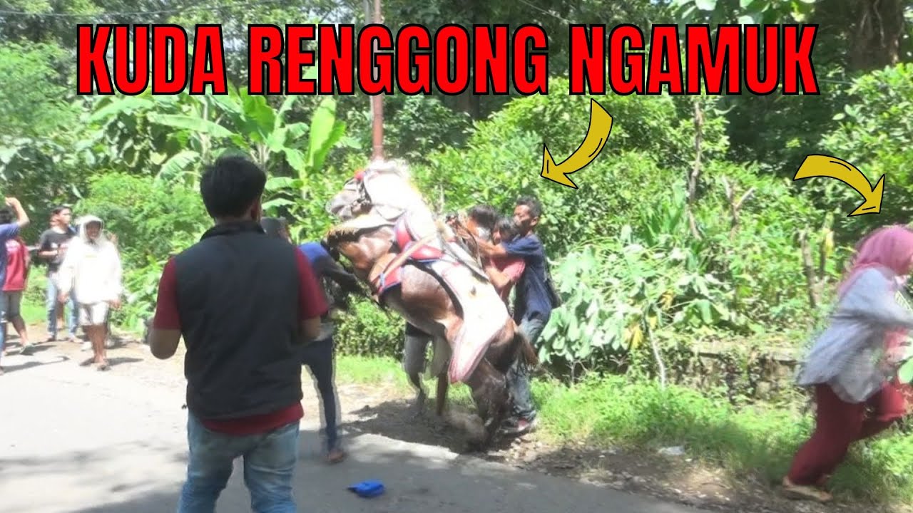 KUDA RENGGONG NGAMUK UNTUNG ANAK PENUNGGANG KUDANYA SELAMAT