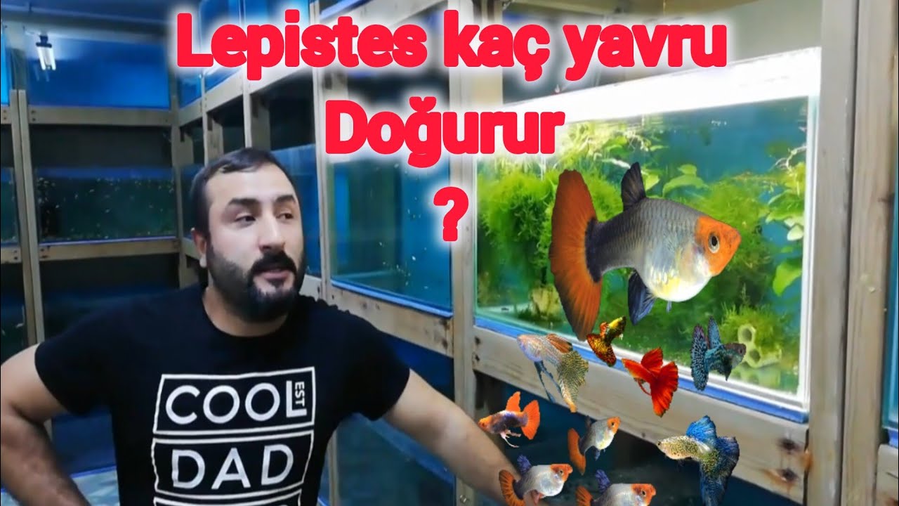 Bir Lepistes Kaç Yavru Doğurur? Lepistes Balığı Üretimi ve Doğum Süreci