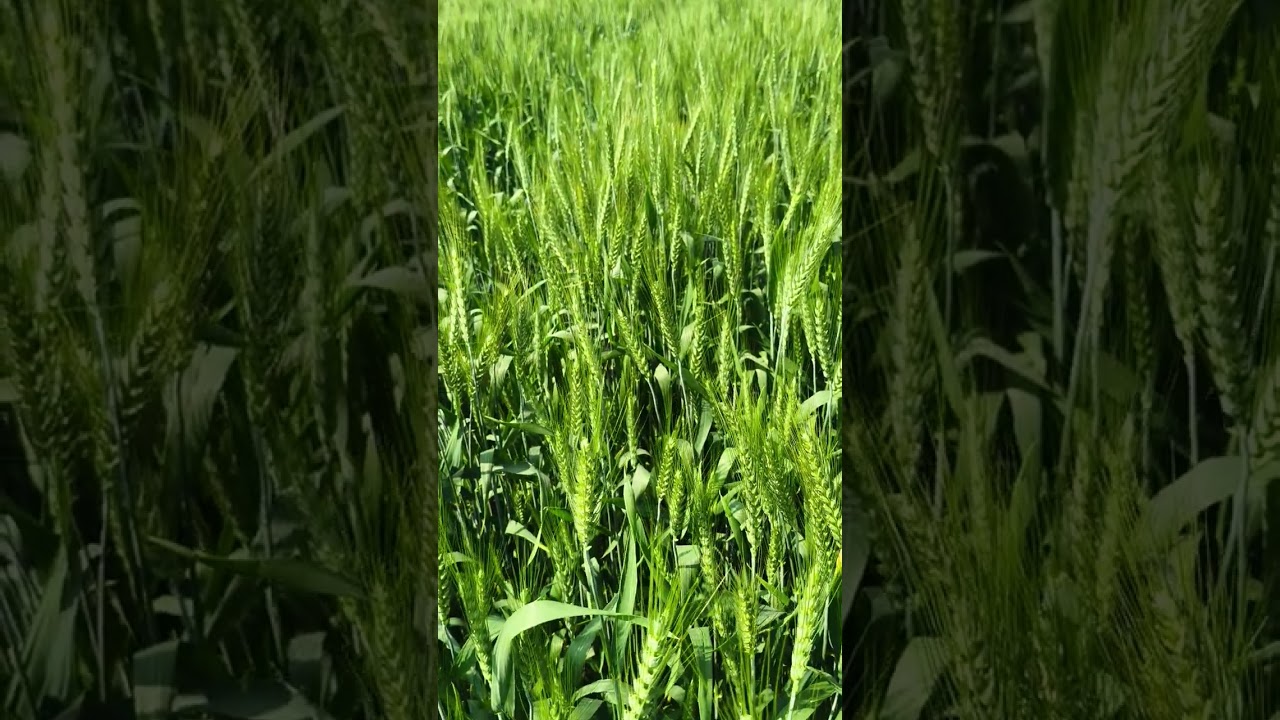 Jay Hai ramjeet Nagda yah gehun ki fasal isko jyada Se jyada share Karen aap log/23/2/2026