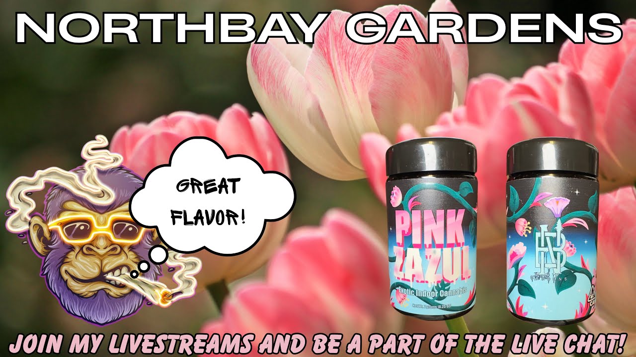 PINK ZAZUL BY NORTHBAY GARDENS!