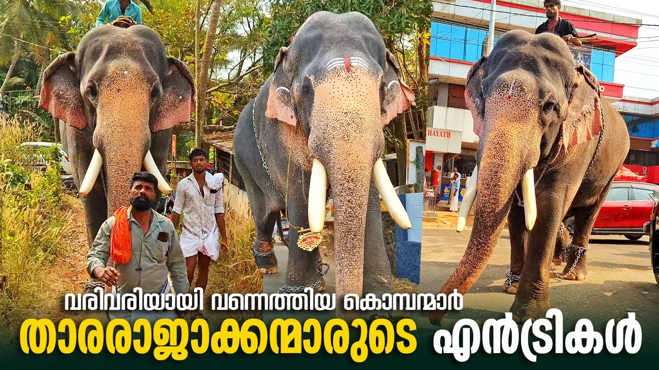 മുല്ലക്കലെ പൂരം കൂടാൻ എത്തിയ കൊമ്പന്മാരുടെ എൻട്രികൾ 🤩 | Elephants Mass Entry At Arangottukara Pooram