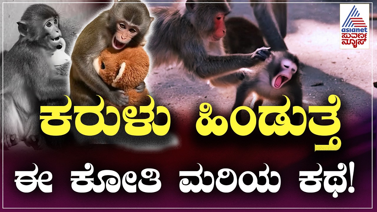 ಜಪಾನ್ ಮೃಗಾಲಯದ ಮರಿ ಮಂಗನ ಮನಕಲಕುವ ಕಥೆ | Baby Monkey Punch in Japan Zoo | Suvarna News