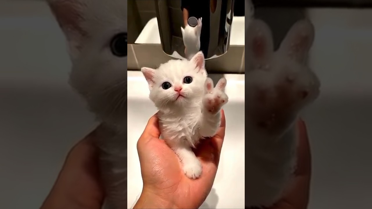 Bubble kiten 🥰 