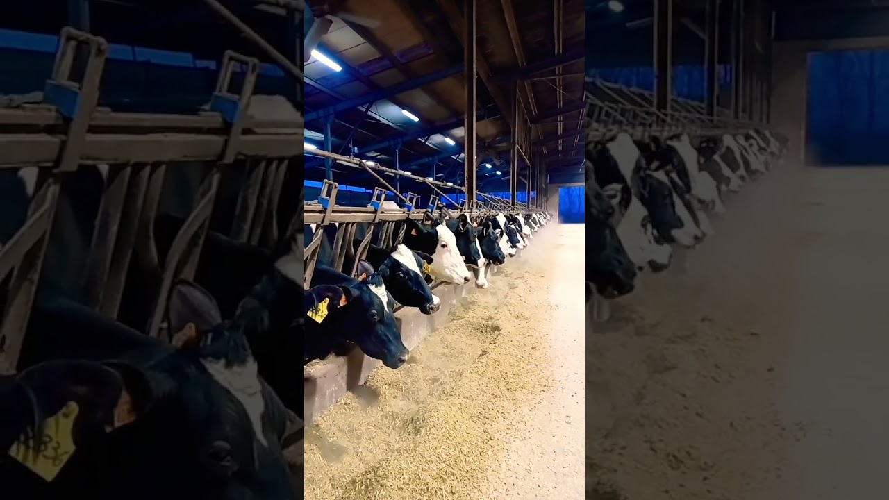 #dairyfarm #italy #farming #cow #agriculture #work #europe #trending #viral #video
