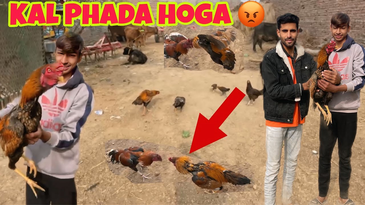 Zain Aur Mera Murga Ka Big Phada Kal Hoga😱