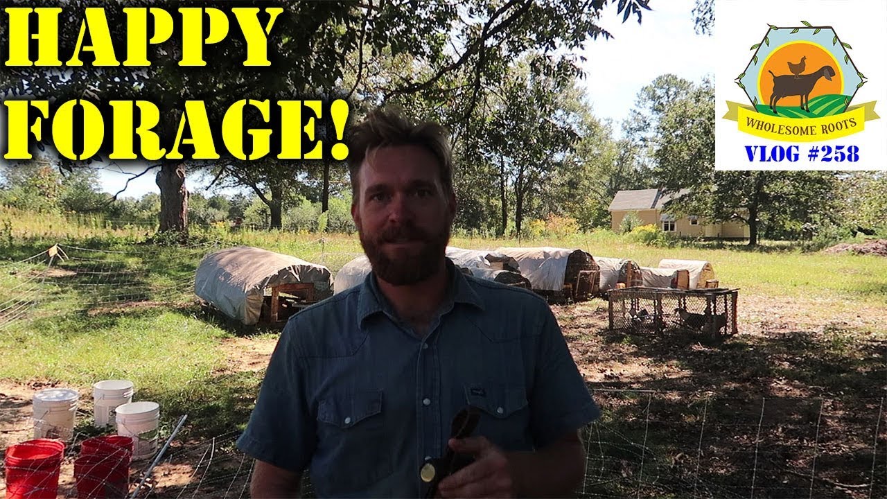 Keeping Goats Happy  With Fresh Forage!