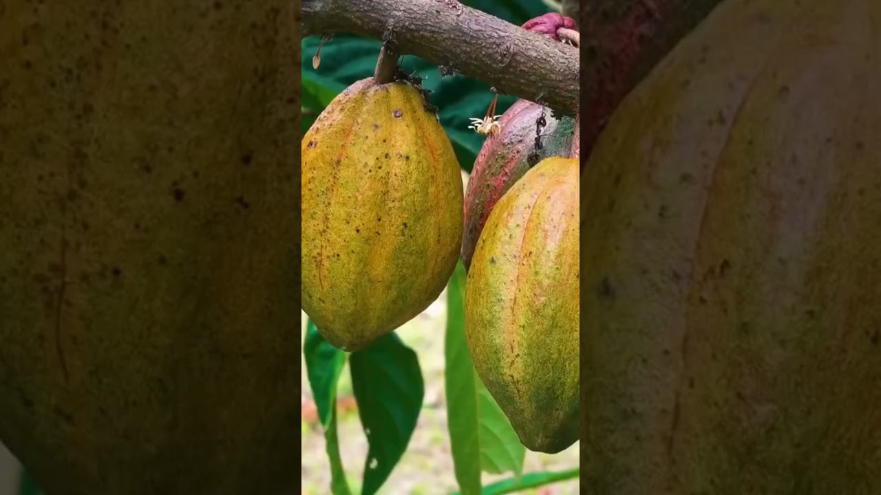 The Big Three Cacao Varieties in PH 🇵🇭