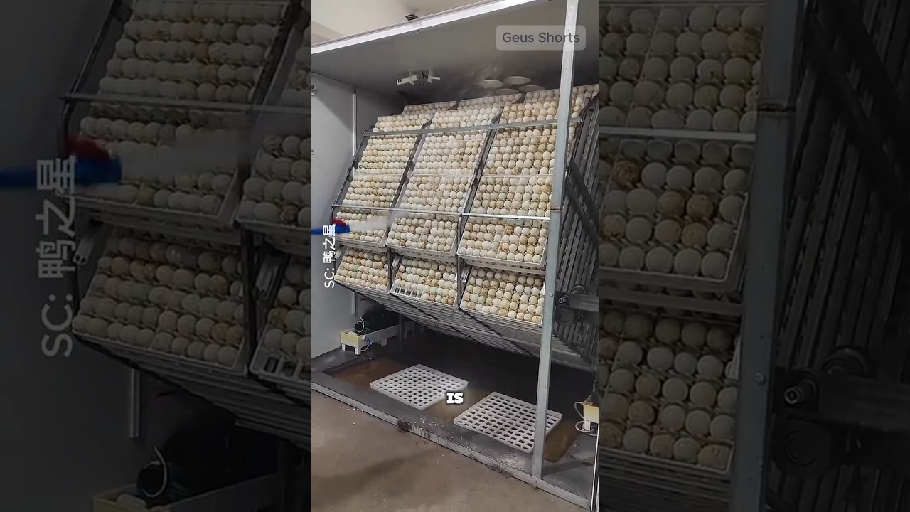 How Farmers Hatch Thousands of Ducklings in One Place! 🥚🦆