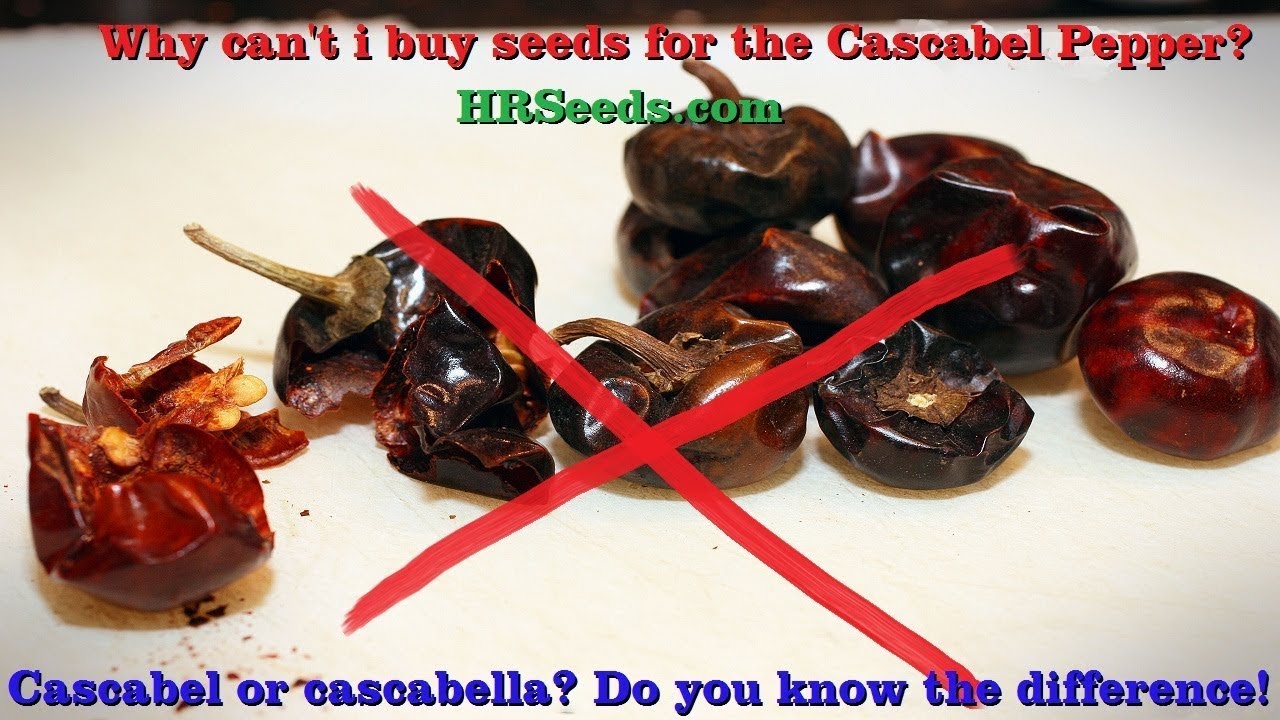 I give up on trying to buy seeds for the Cascabel pepper and here's why!