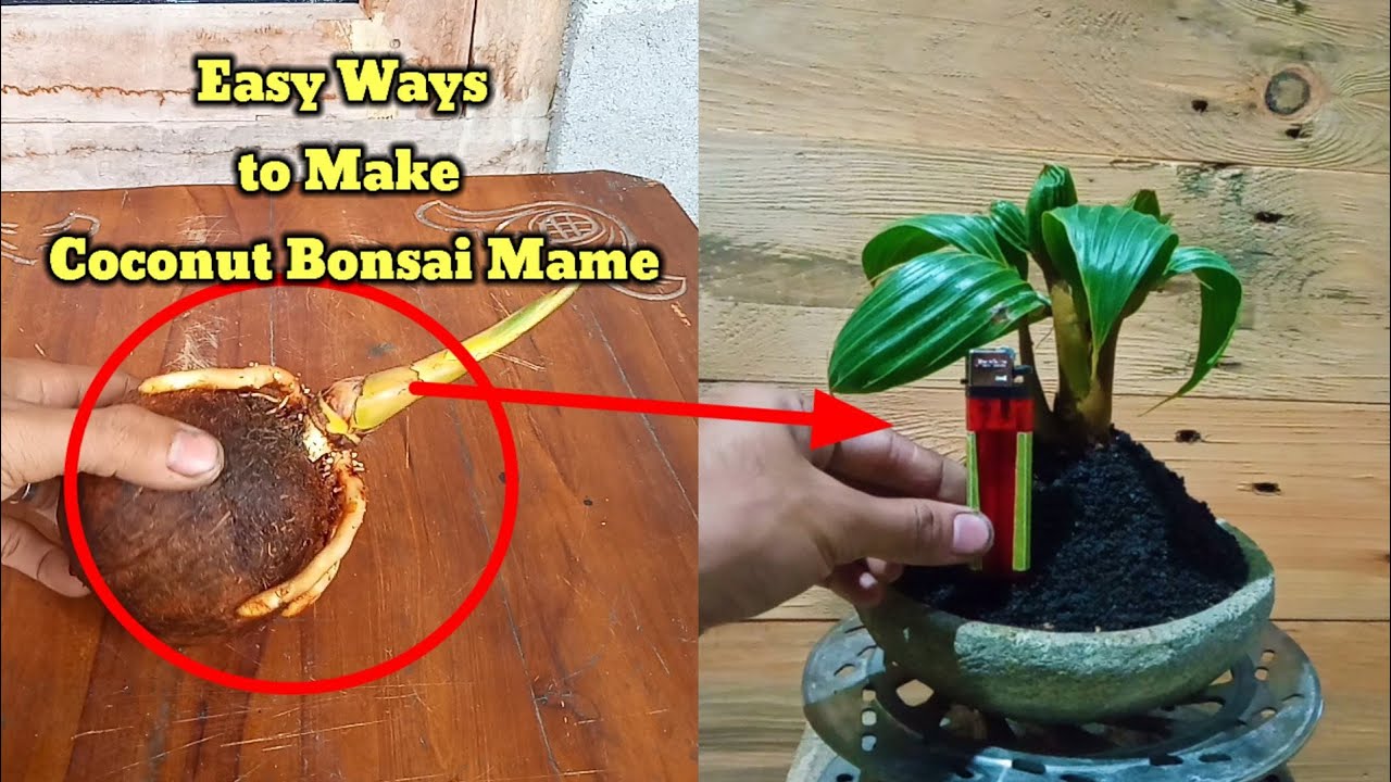 Mame || Cara Mudah Membuat Mame Bonsai Kelapa #bonsaikelapa #coconutbonsaitree