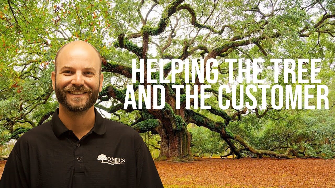 Finding Ways to Help the Tree and The Customer - O'Neil's Tree Service