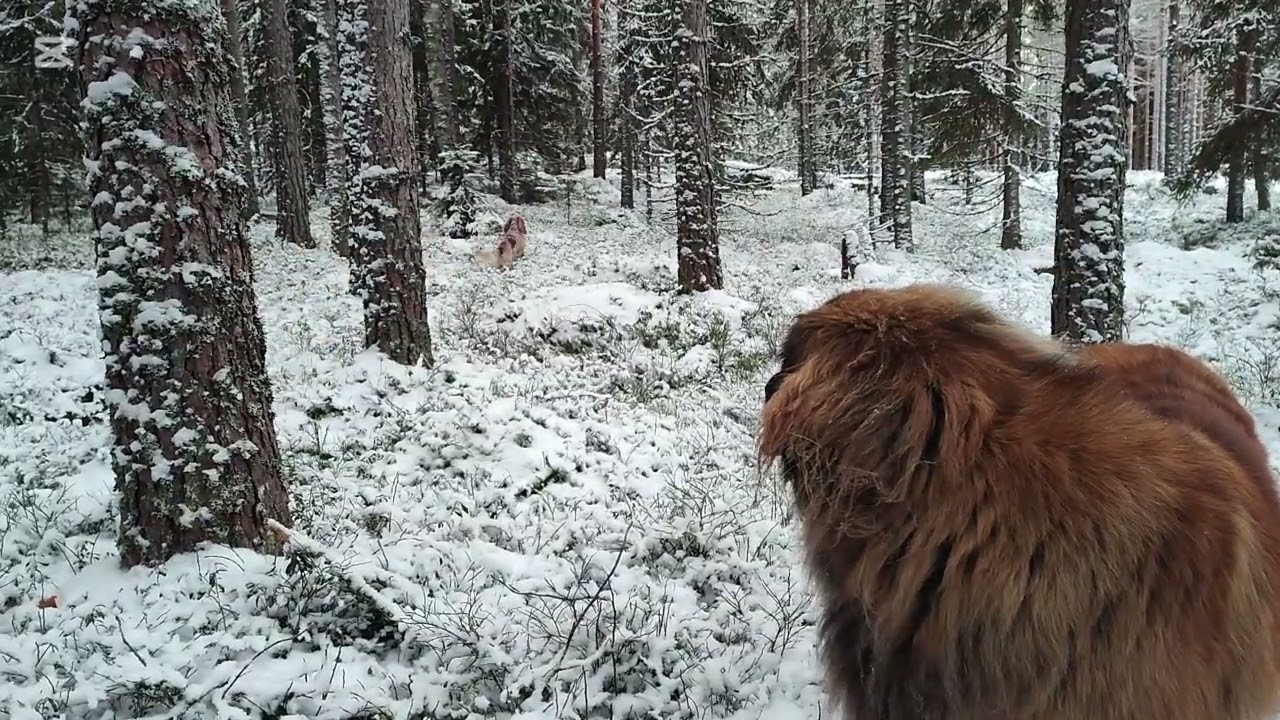 A Calm Walk in the Forest with Two Dogs 🌲🐾