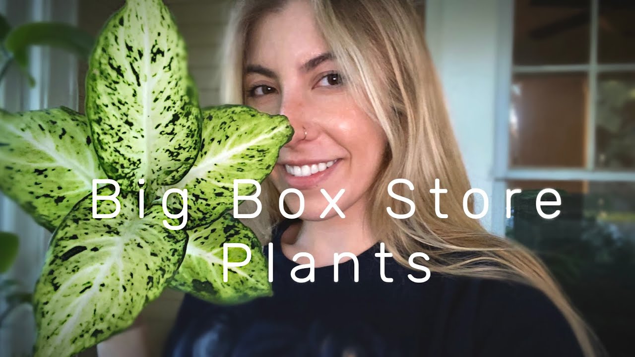 BIG BOX STORE HOUSEPLANT SHOPPING + HAUL | 5 Big Box Stores | Walmart, Lowes, Home Depot & Cub Foods