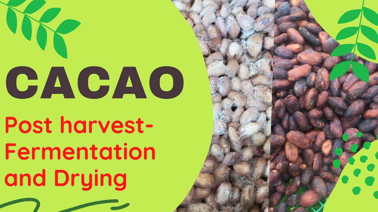 Cacao post harvest processing- fermentation and drying
