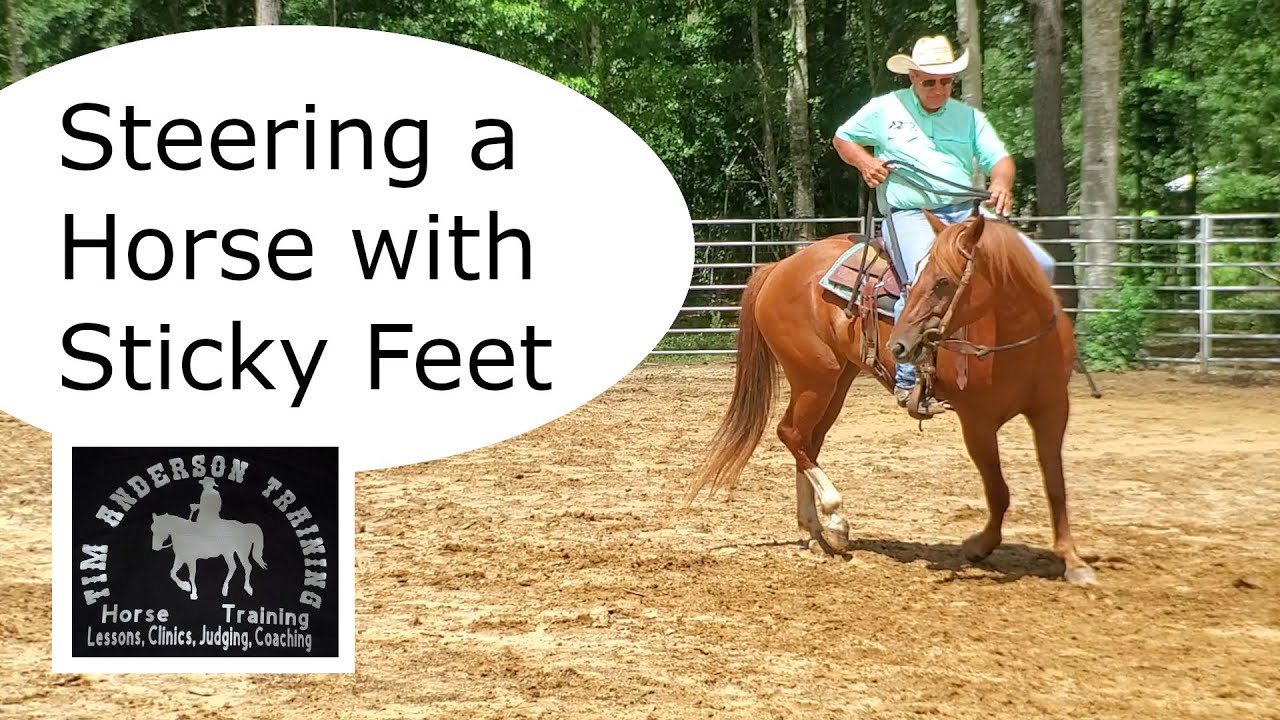 Equestrian Training Tips: Enhancing Horse Responsiveness