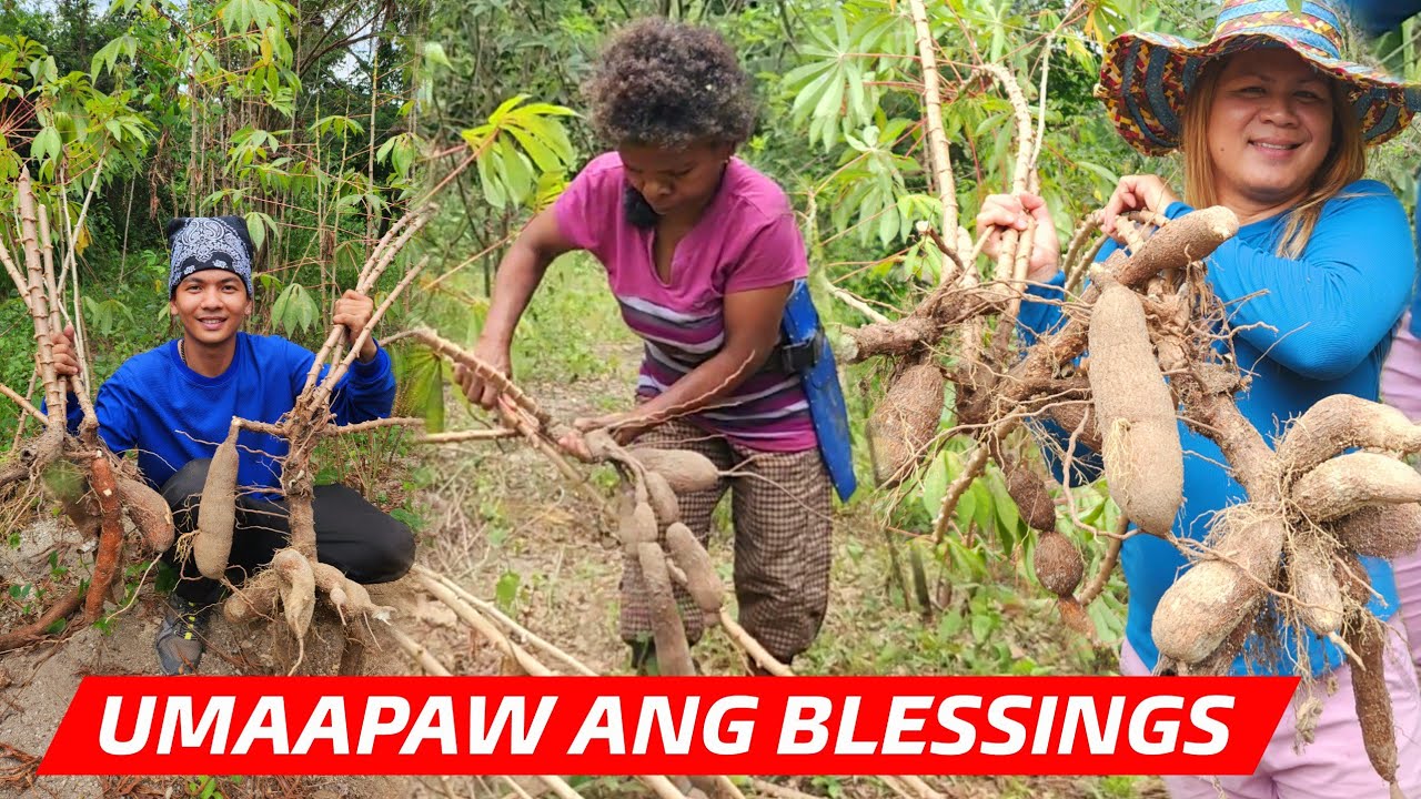 NAKAKATUWA TANIM NAMIN NA KAMOTENG KAHOY MALAGO ANG LAMAN
