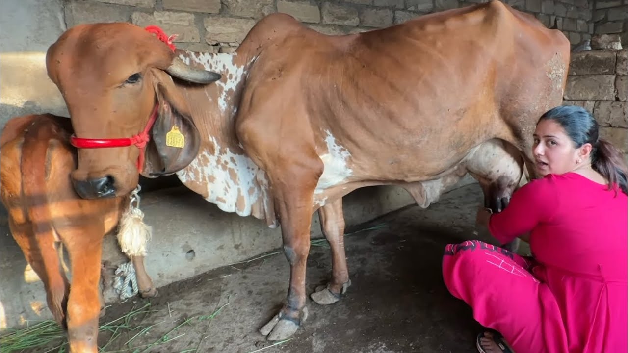 Bharti cow milking kar rahi hai after pregnancy
