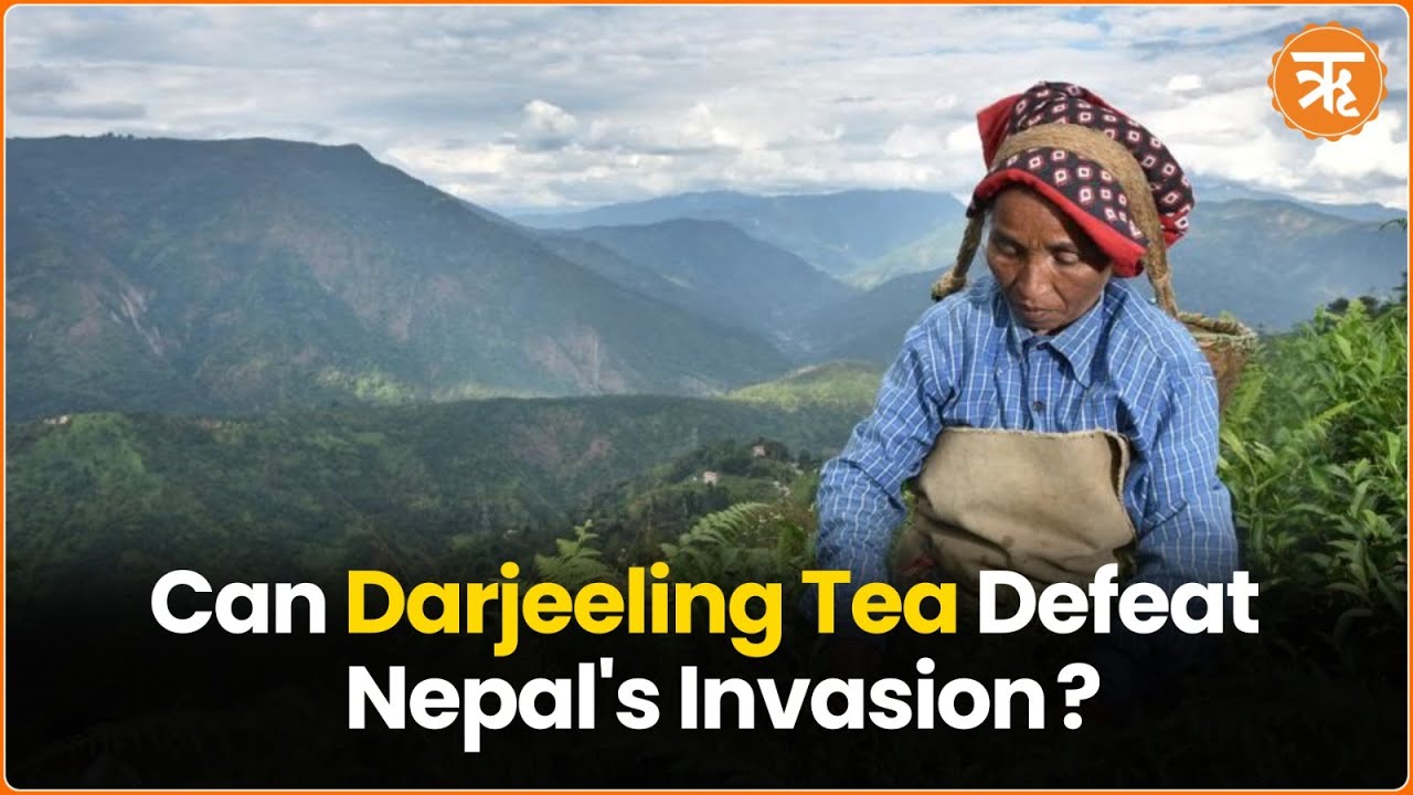 Darjeeling Tea&rsquo;s Loss of Legacy and Business to Nepal&rsquo;s Invasion | Ritam News
