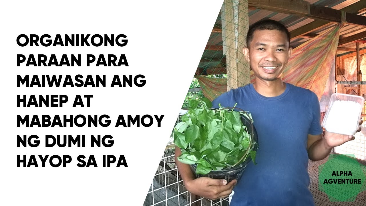 Organikong Paraan Para Maiwasan ang Hanep at Mabahong Amoy ng Dumi ng Hayop sa Ipa