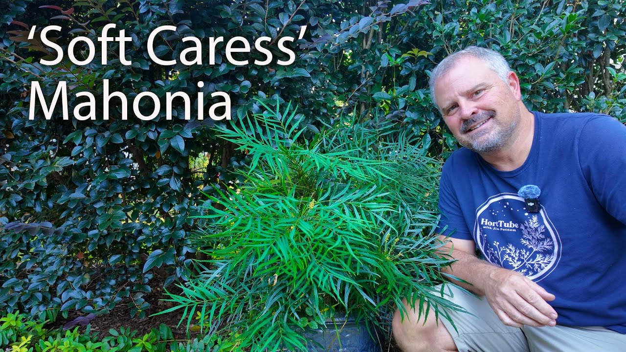 ‘Soft Caress’ Mahonia