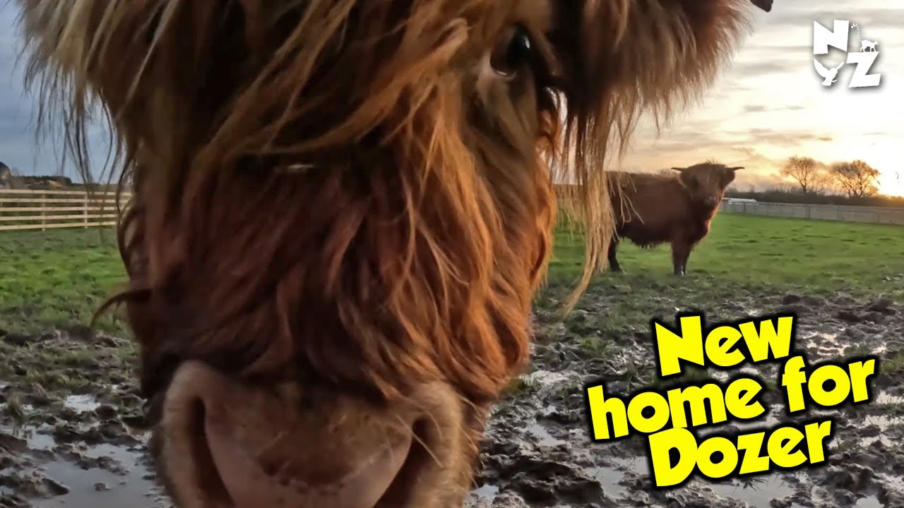 Dozer gets a New Home | & New Exhibit Complete