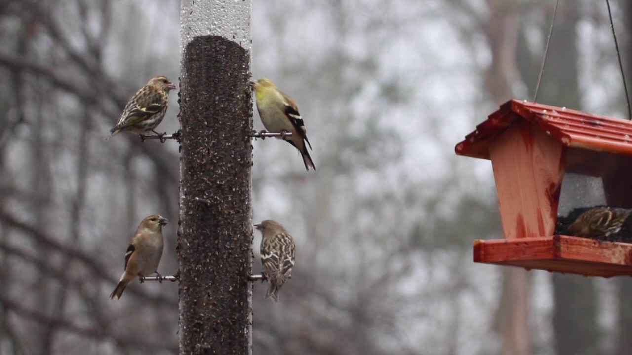 Pine siskin vs. American goldfinch